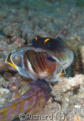 Gold Speck Jawfish engaged in a ferocious battle to prote... by Richard Ng 